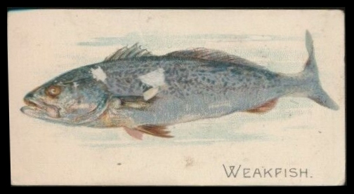 E32 Weakfish.jpg